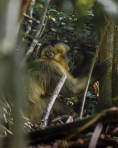 Macaco quebrando nozes na trilha para a Cachoeira da Roncadeira - Palmas - Jalapão